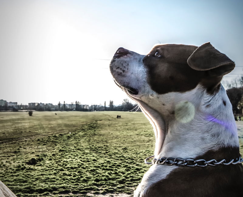 Cartierul Henri Coandă. Minor mușcat de un câine din rasa Amstaff