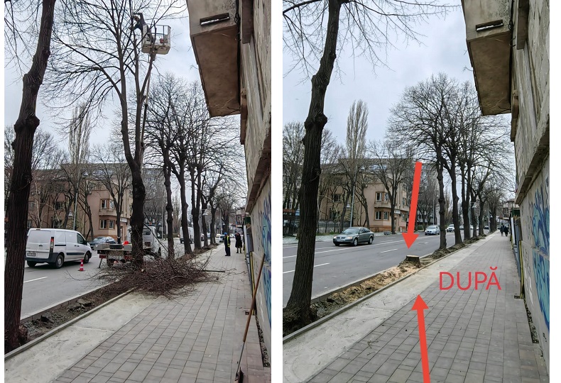 Copaci sănătoși, tăiați pe bulevardul Ferdinand de municipalitate / Stelian Ion: „Avem un drujbar în funcția de primar”