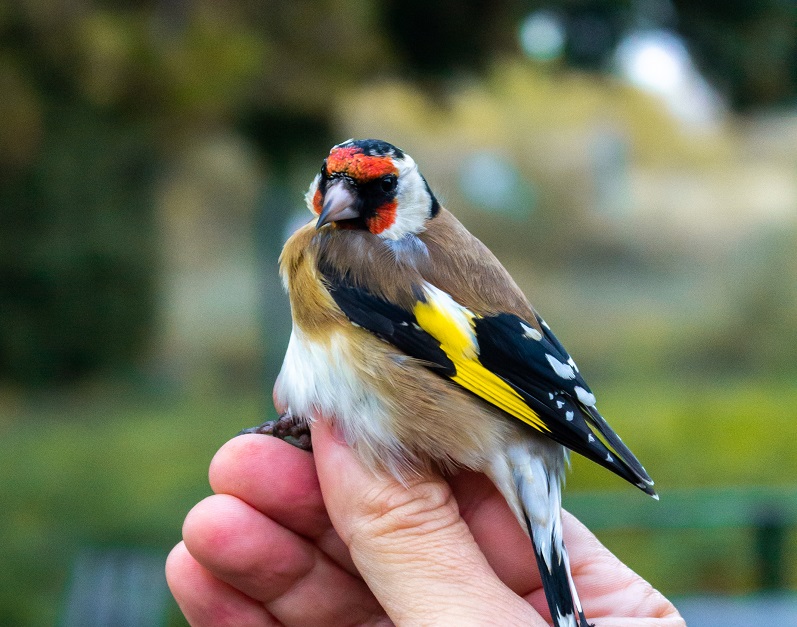 Ziua Internațională a Păsărilor, sărbătorită în Rezervația Dunele Marine de la Agigea
