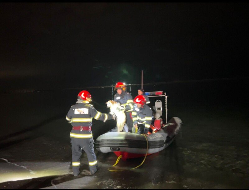 Pompierii constănţeni au salvat un câine din apele mării. „Cățelul a fost adoptat de pompierii ISU Constanţa”