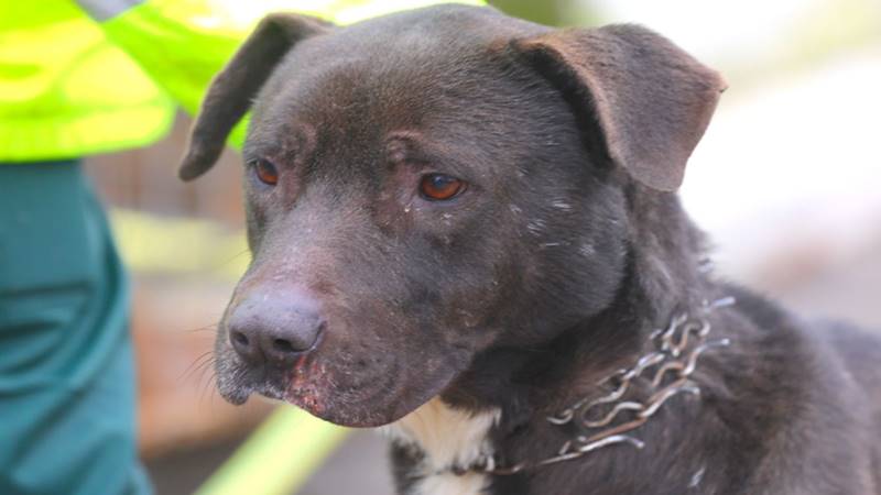 CONSTANȚA. Rock, un metis Amstaff în vârstă de 3 ani, își caută o familie iubitoare: „Oferă-i o șansă la o viață mai bună!”