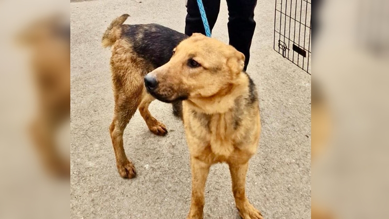 CONSTANȚA. Poveste cu final fericit la Adăpostul Public: cățelul salvat de pompieri din apele lacului Tăbăcăriei a fost adoptat de o familie iubitoare