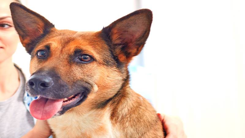 CONSTANȚA. Sute de căței de la adăpostul public așteaptă să-și găsească un cămin cald și iubitor: actele necesare pentru adopție sau revendicare