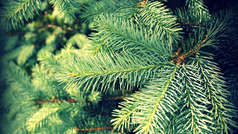 PROGNOZĂ METEO pentru următoarele 4 săptămâni. Se încălzește vremea după Revelion