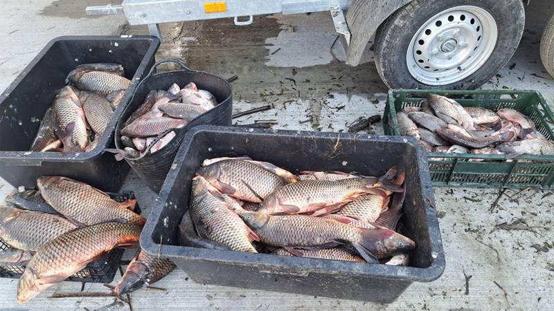 (FOTO/VIDEO) Peste 100 de kilograme de pește și 1.250 metri de plase, descoperite în Canalul Bărbosu de către polițiștii de frontieră