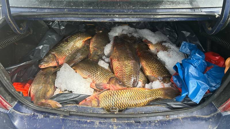 (FOTO) Bărbați care comercializau 100 de kg de pește fără acte de proveniență, depistați de jandarmii constănțeni