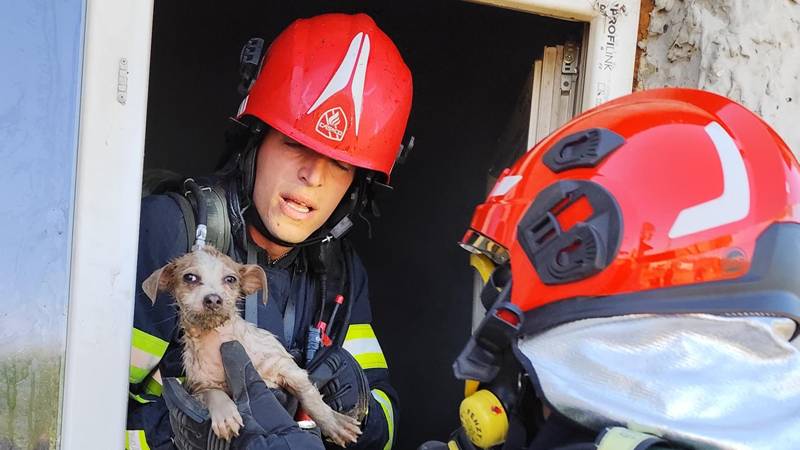 Pentru salvatori, fiecare viață contează! Pompierii tulceni au salvat un câine dintr-o casă cuprinsă de flăcări