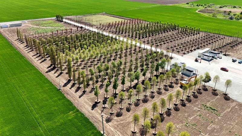(FOTO) IULIUS începe transformarea urbană la Constanța: s-a amenajat prima pepinieră dendrologică privată din Dobrogea, cu 1.100 de arbori