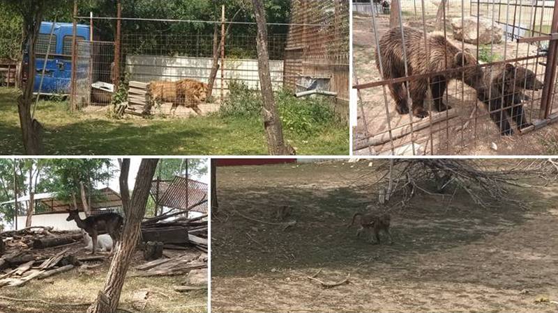 (FOTO/VIDEO) NAȚIONAL. Amendă de 120.000 de lei pentru o grădină zoo care funcționa ilegal: proprietarul avea în captivitate urși, căprioare, lei și maimuțe