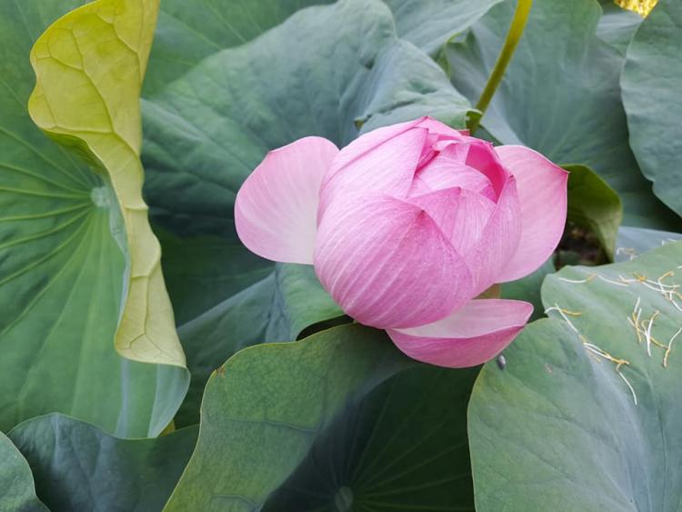 România, cu locuri de poveste! Stațiunea unde există o rezervație de flori exotice și lacuri ce nu îngheață, indiferent de vreme