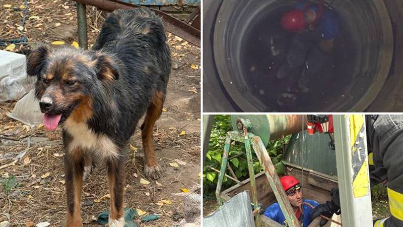 (VIDEO) Pentru salvatori, fiecare viață contează! O cățelușă și puiul ei, recuperați dintr-o fântână de pompierii tulceni