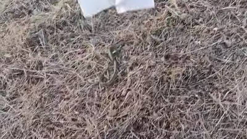 (VIDEO) Intervenție mai puțin obișnuită a jandarmilor. Au capturat un șarpe de pe terasa unei locuințe din Lumina