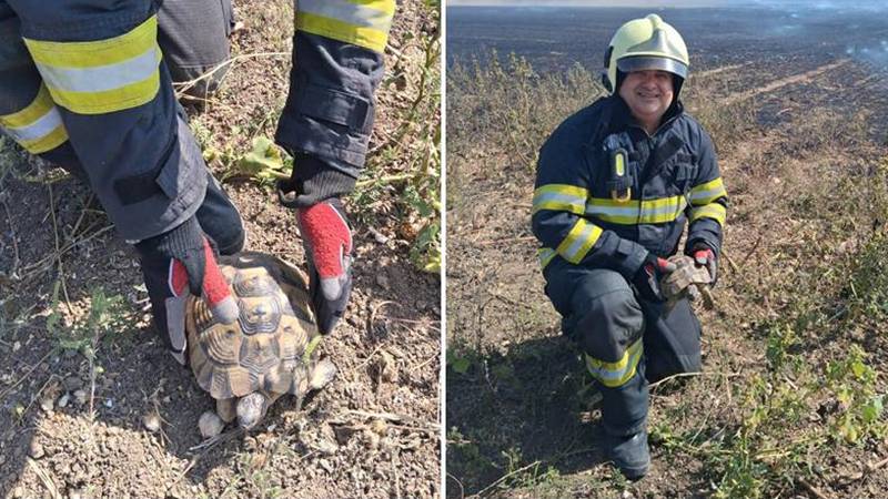 Lecție de umanitate pe câmpul de foc: pompierii constănțeni au salvat o broască țestoasă din mijlocul flăcărilor