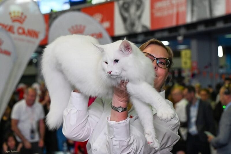 Trei pisici din România, desemnate cele mai frumoase din lume în 2025