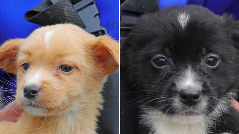 CONSTANȚA. Apel la iubitorii de animale! Luli și Molo, doi cățeluși în vârstă de trei luni, își caută o familie