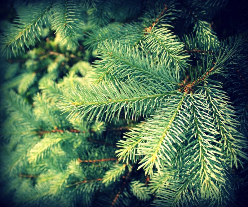 Puncte de colectare a brazilor de Crăciun, amenajate în municipiul Constanța