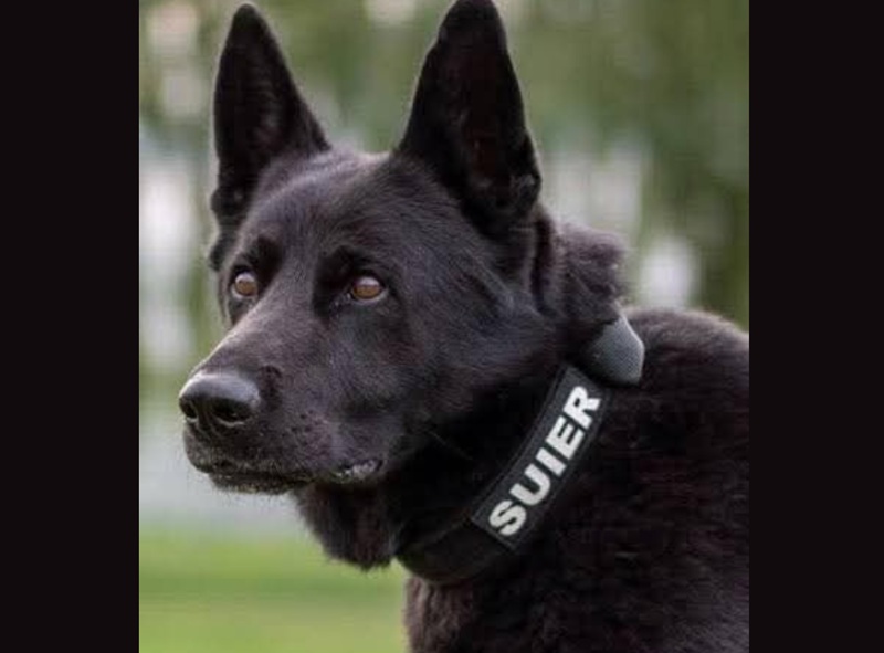 A murit Șuier, câinele-polițist devenit simbol național al luptei antidrog. La doar un an după ce a ieșit la pensie