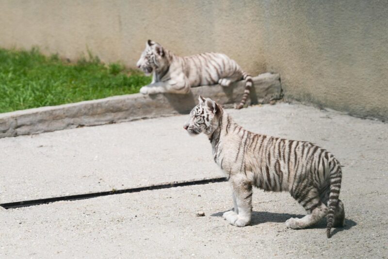 Caz tragic la grădina zoologică din Craiova. Un pui de tigru bengalez alb a murit după ce ar fi înghițit un ambalaj de plastic aruncat de vizitatori