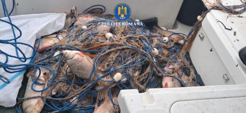 Percheziție în Tulcea. Braconier prins cu 58 kg de pește – oamenii legii au eliberat în natură 23 de exemplare
