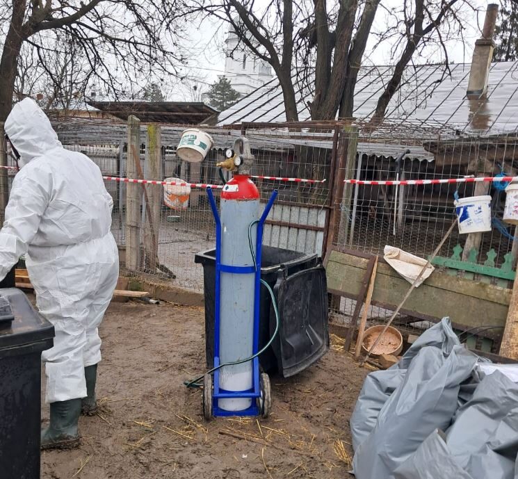 Focar de gripă aviară confirmat în Niculițel. Autoritățile din Tulcea acționează pentru limitarea răspândirii