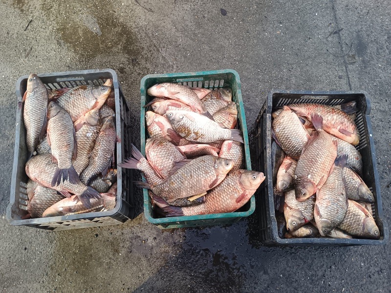 Peste 130 de kilograme de pește, confiscate de autorități la Cernavodă