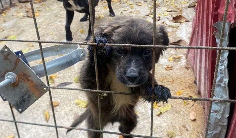 Percheziții în patru județe, printre care și Constanța. Câinii care nu erau adoptați erau uciși – 9 persoane sunt audiate