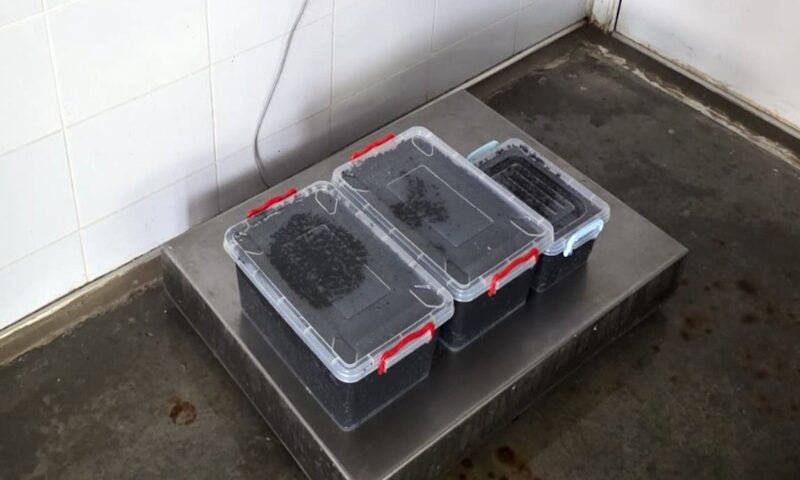 19 kilograme de icre negre, descoperite de polițiștii de frontieră din cadrul Gărzii de Coastă