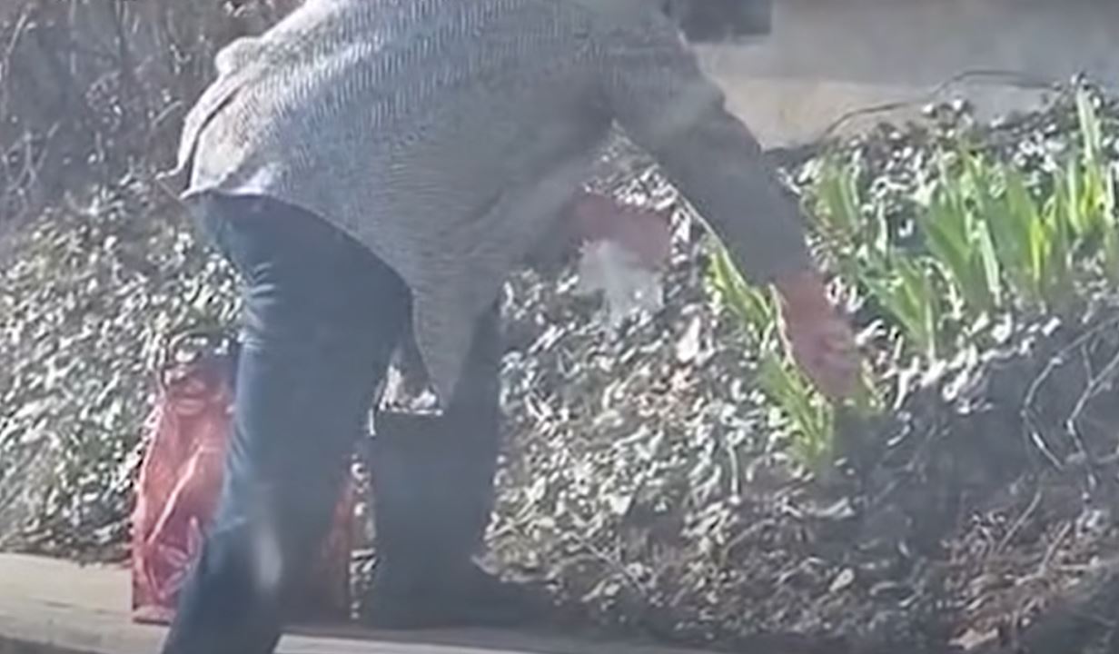 Constănțean, prins în flagrant în timp ce fura bulbli de flori din Tomis 3