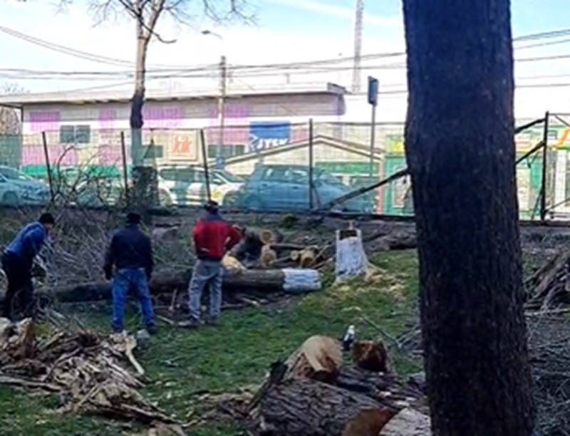 “Rușine să vă fie!”. Copacii cad sub drujbe, în ciuda protestelor a zeci de constănțeni!