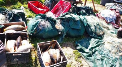 Fish arranged in plastic crates among fishing nets and green bags outdoors on grass. The scene shows a fishing haul with red crates and nets nearby.
