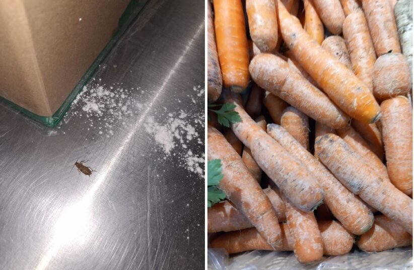 Two-panel image: left shows a small brown insect on a stainless steel surface with scattered white powder near a cardboard edge; right shows a heap of dirty, unwashed carrots with green tops nearby.