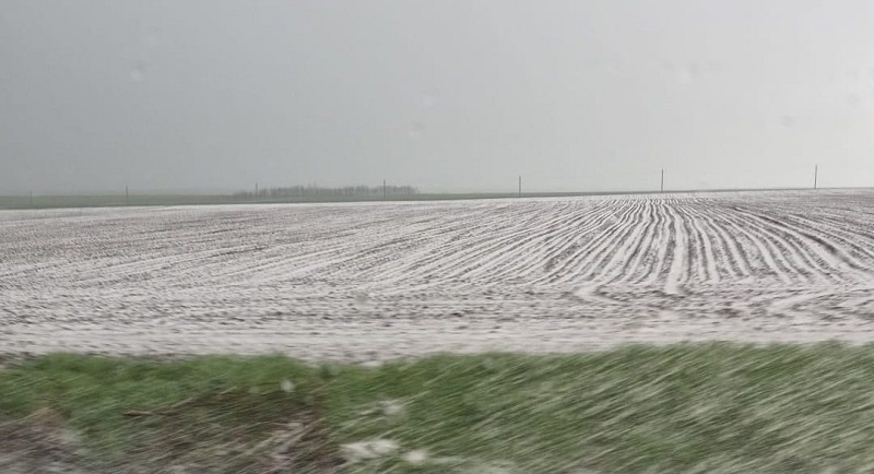 Grindina a făcut prăpăd în Adamclisi. Hectare de culturi agricole, distruse în câteva minute