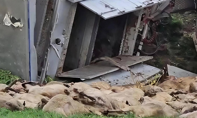 Accident grav lângă Năvodari: un TIR cu animale s-a răsturnat. Zeci de oi moarte