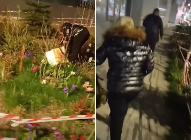 Doi hoți de flori, prinși cu ajutorul constănțenilor, amendați cu 4.600 lei