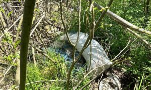 White plastic bag tangled in branches and green vegetation in a wild, overgrown area.