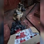 K9 police dog in a vest sits beside an open cardboard box with red-and-white packages on a dirty red surface.