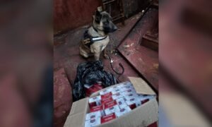 K9 police dog in a vest sits beside an open cardboard box with red-and-white packages on a dirty red surface.