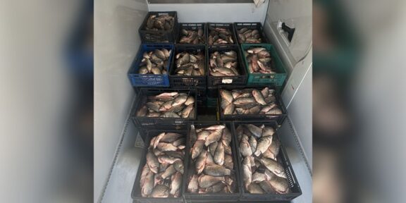 Crates of fresh fish stacked in a cooler or freezer, organized in black, blue, and green plastic crates.