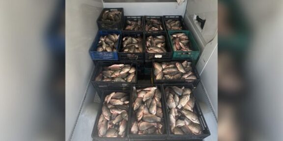 Crates of fresh fish stacked in a cooler or freezer, organized in black, blue, and green plastic crates.