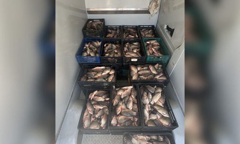 Aproape 800 kg de pește, descoperite într-un microbuz de polițiștii de frontieră constănțeni