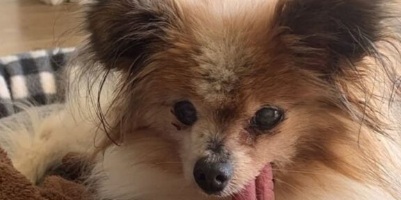 Small fluffy dog with long ears and tongue hanging out, resting on a blanket indoors.
