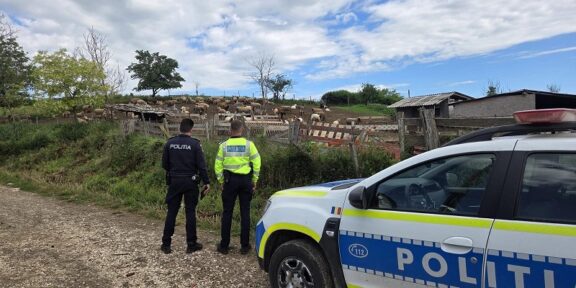 Two police officers stand beside a white and blue patrol car, looking toward a fenced sheep pasture on a rural road.