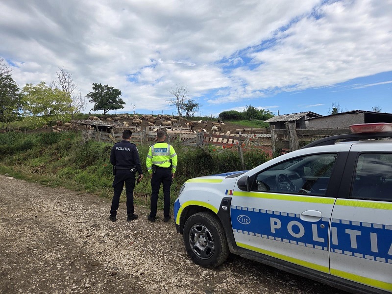 Razie la crescătorii de animale din zona Megru Vodă. Polițiștii au făcut verificări dure