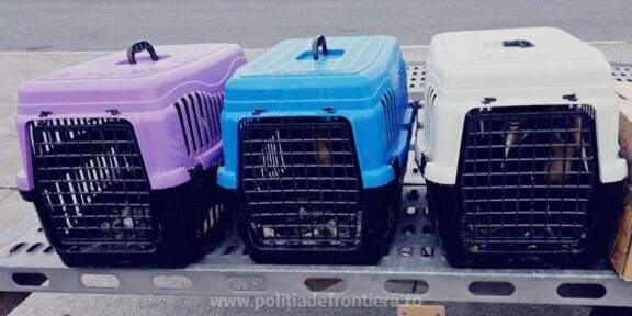 Three plastic pet crates (purple, blue, and white) on a metal trolley by the road, each crate showing a pet visible through the front door.