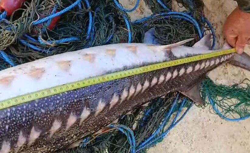 Large elongated fish with speckled pattern being measured on a sandy beach, yellow tape showing its length amid scattered fishing nets and ropes.