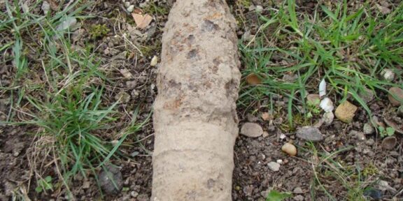 Weathered, bone-like object partially buried in soil with grass nearby.