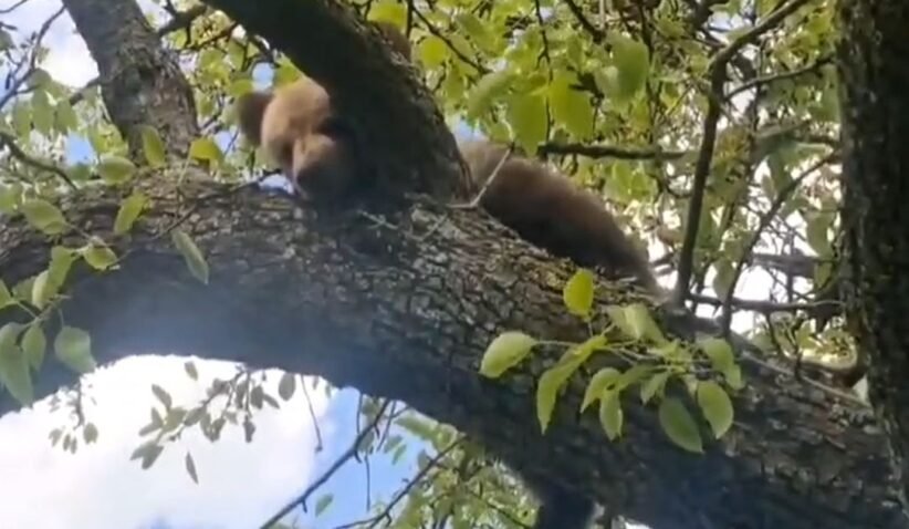 Red panda resting on a tree branch amid green leaves during daylight.
