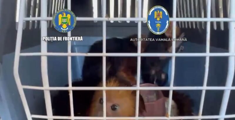 Captură inedită la frontieră: Patru maimuțe ascunse în portbagajul unei mașini