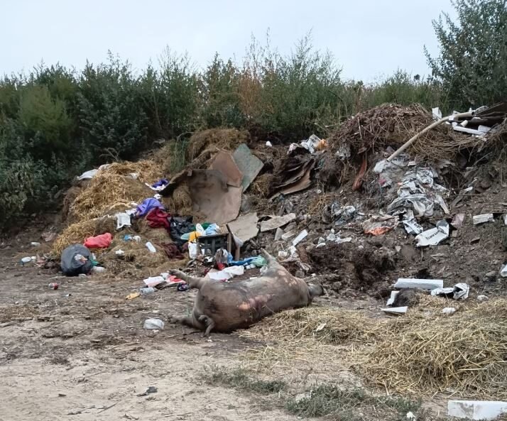 Cadavre de porcine îngropate ilegal la Dunăreni. DSVSA Constanța avertizează asupra riscului de pestă porcină africană