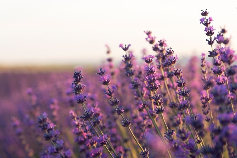 Lavanda Fest revine la Constanța. Piața Ovidiu, plină de culoare și parfum de lavandă